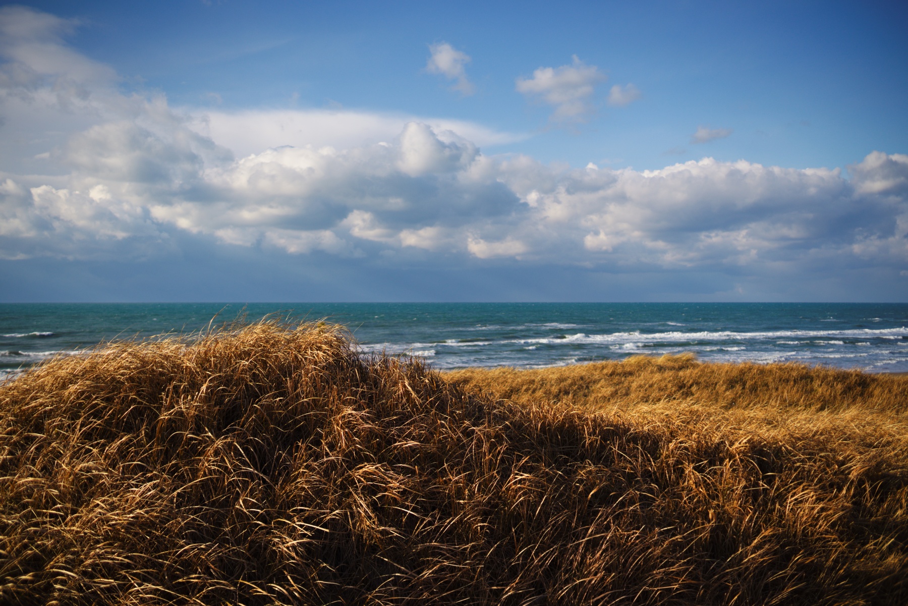 Carl Zeiss Distagon T* 1.4/35 AEGの画像